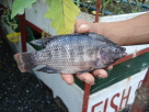 Fish Talapia